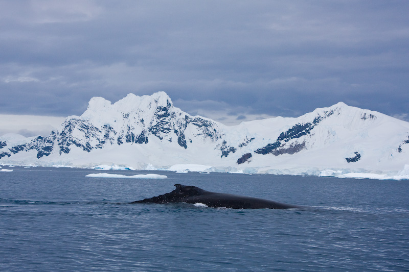 Humpback Whale